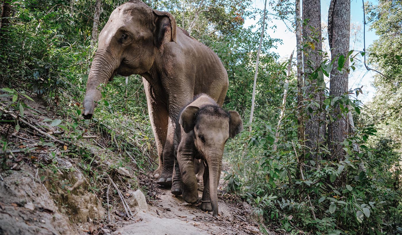 for-the-coexistence-and-welfare-of-elephants-elephant-freedom-village